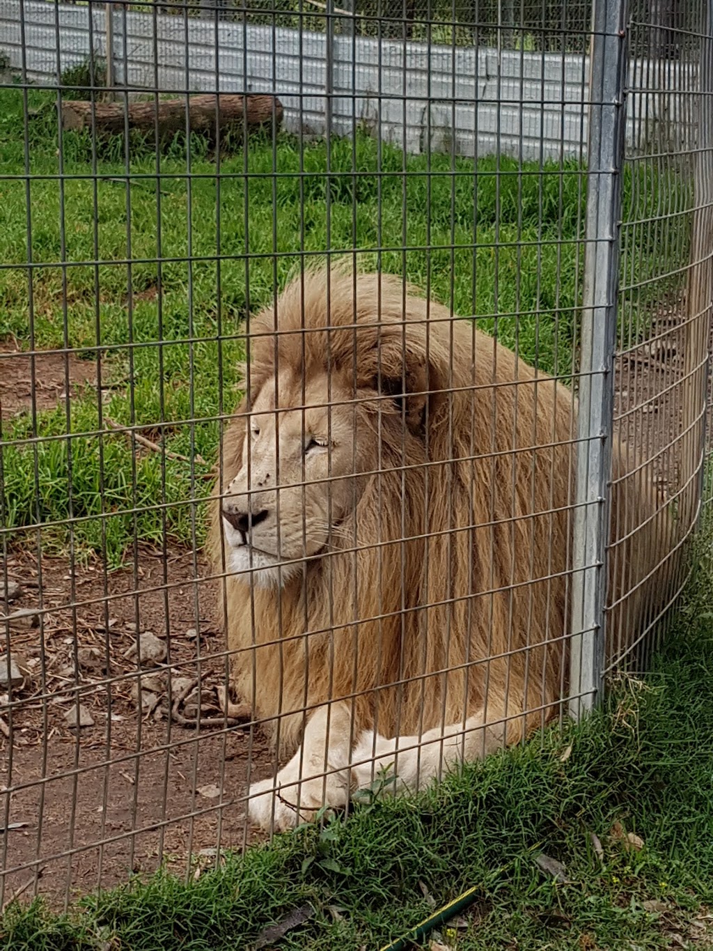 Darling Downs Zoo | 21 Baines Rd, Pilton QLD 4361, Australia | Phone: (07) 4696 4107