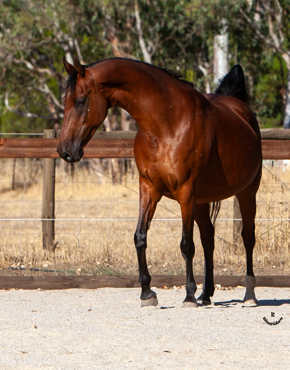 Torrens Run Saddlebred Sporthorses | 3096 Eden Valley Rd, Mount Pleasant SA 5235, Australia | Phone: 0408 121 414