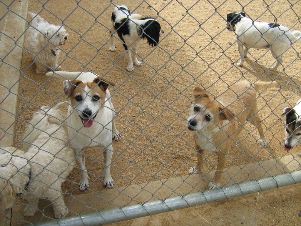 Echuca K9 Kondos Boarding Kennel | 139 Echuca West School Rd, Echuca VIC 3564, Australia | Phone: (03) 5480 7273