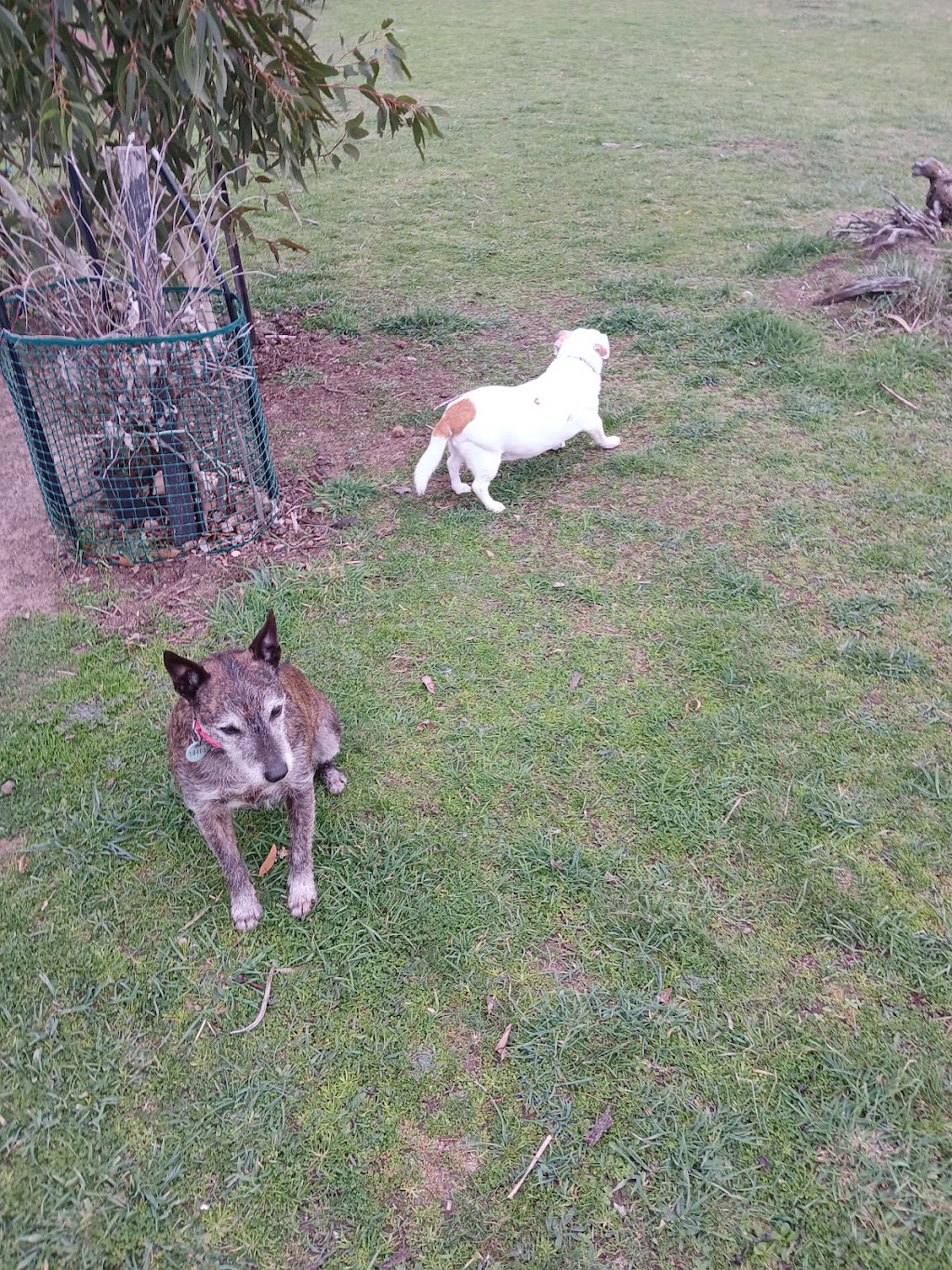 Doggos on Shelomith | 97 Shelomith Dr, Acton Park TAS 7170, Australia | Phone: 0439 984 260