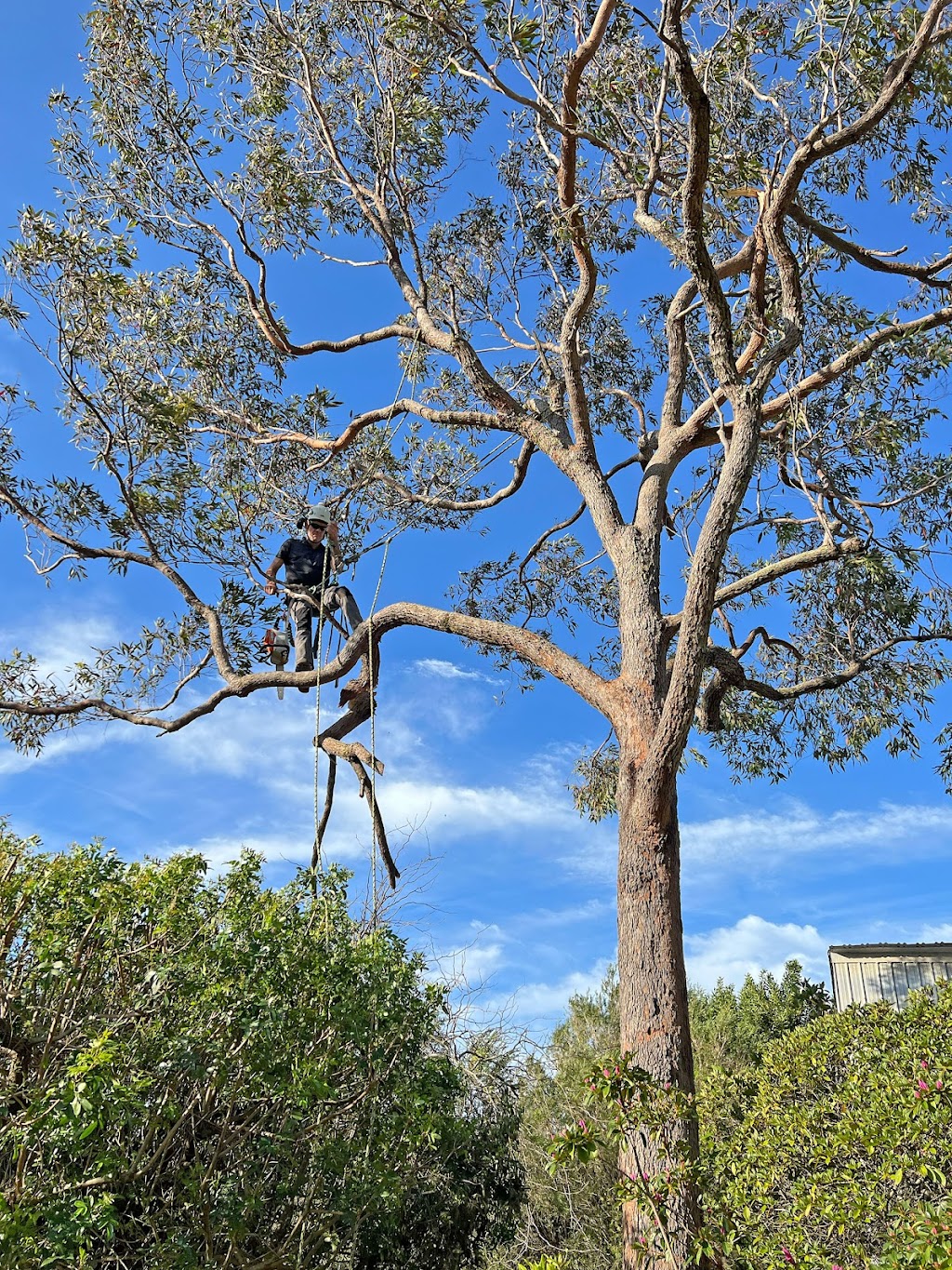 Arbor Medic | 244 Evans Ln, Woodstock NSW 2538, Australia | Phone: (02) 4455 6956