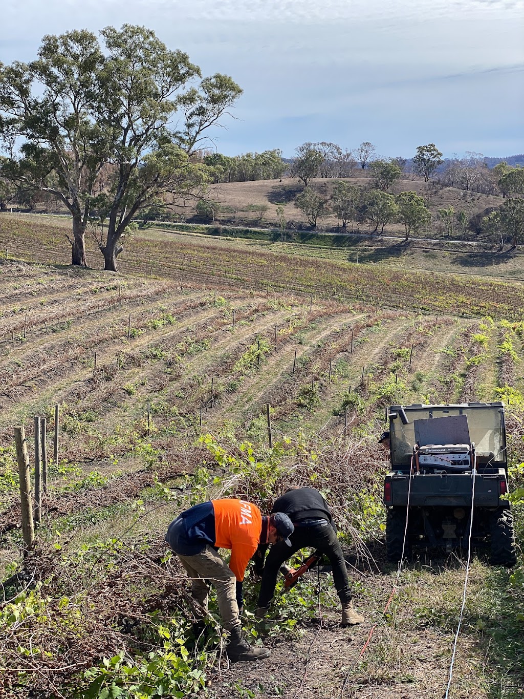 Vinteloper Vineyard | 589 Cudlee Creek Rd, Lobethal SA 5241, Australia | Phone: 0491 334 795