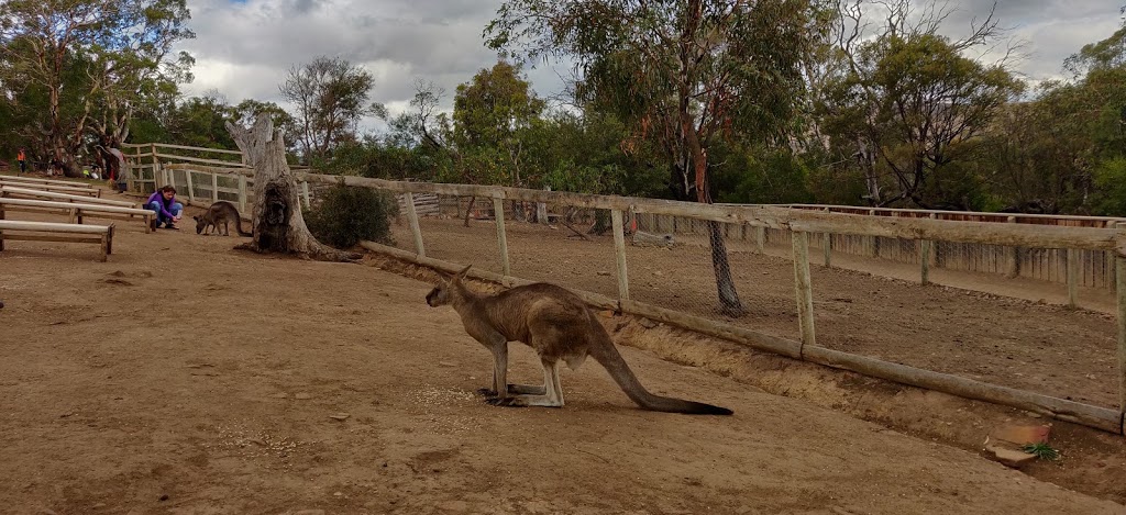 Brighton Veterinary Service | veterinary care | 643 Briggs Rd, Brighton TAS 7030, Australia | 0362681729 OR +61 3 6268 1729