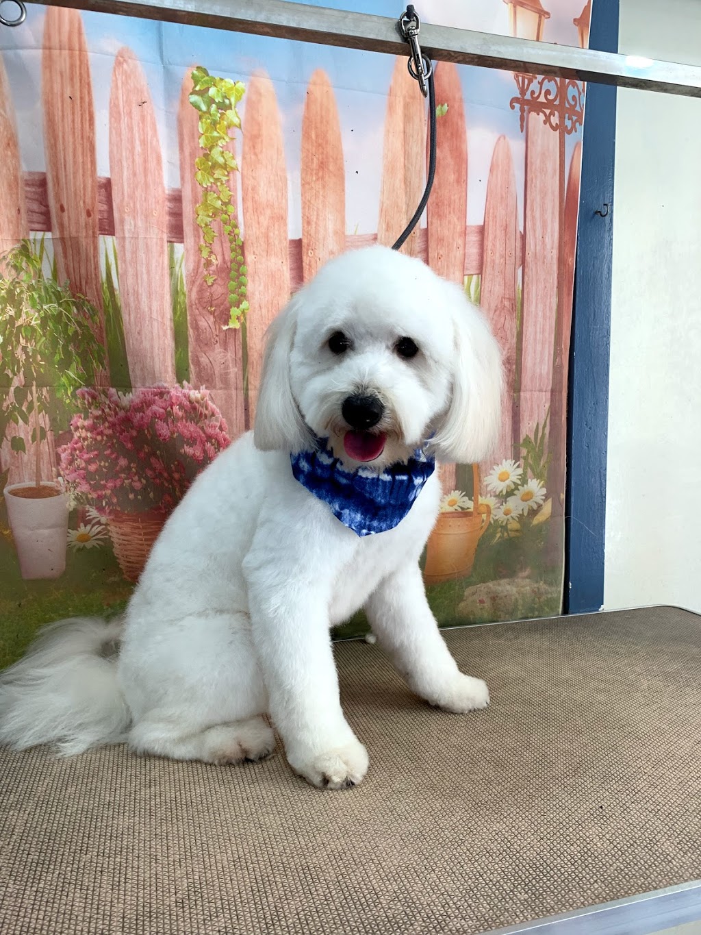 Somerset Dog Grooming | store | 20 Somerset Rd, Yallourn North VIC 3825, Australia | 0351671039 OR +61 3 5167 1039