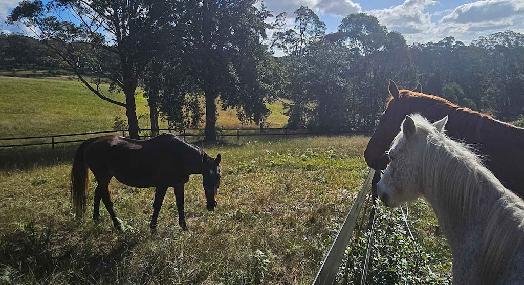 Seen and Herd Equine Assisted Therapy | 74 Hunts Rd, Kulnura NSW 2250, Australia | Phone: 0413 369 507
