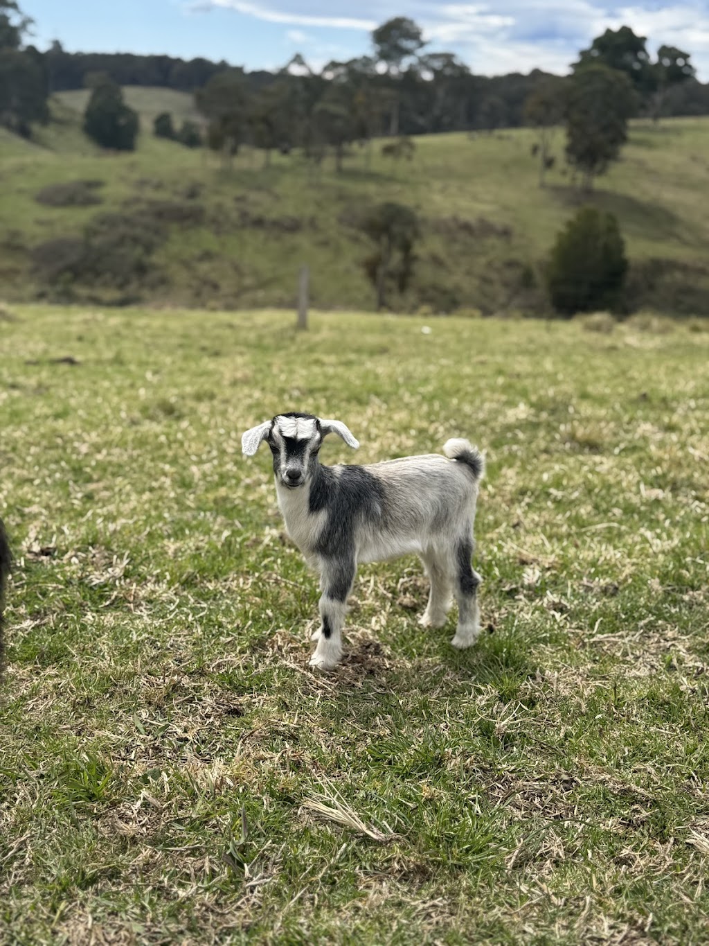 Lancaster’s Horse Rides | Lancaster Rd, Swan Reach VIC 3903, Australia | Phone: 0458 211 123