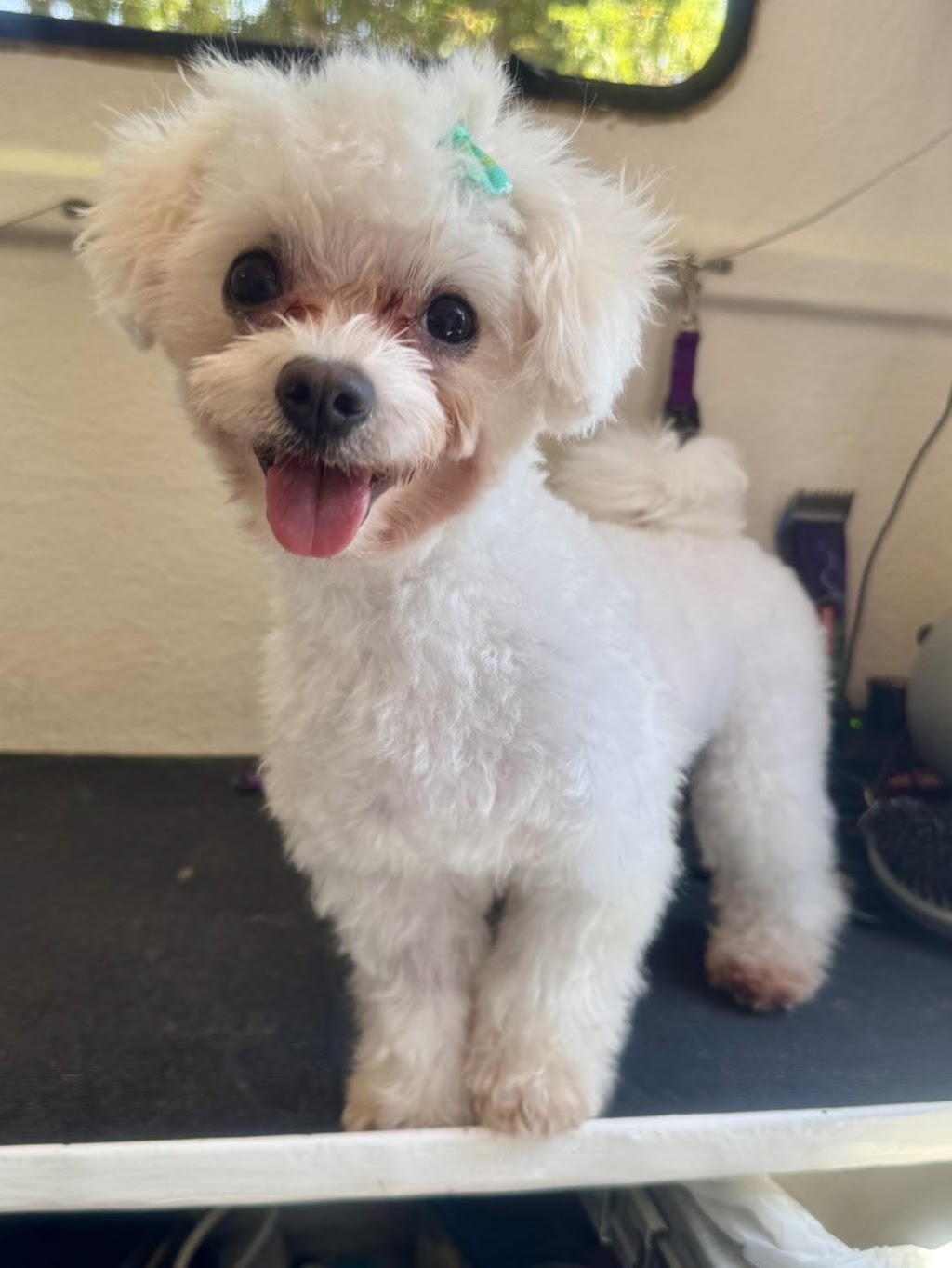Perfect Paws Dog Spa - GV | 16 McFarlane Rd, Mooroopna VIC 3629, Australia | Phone: 0407 871 900