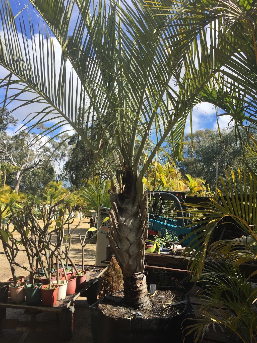 Premier Palms Nursery | 4 Dempster Place, Mariginiup Wanneroo, Perth WA 6078, Australia | Phone: 0408 454 373