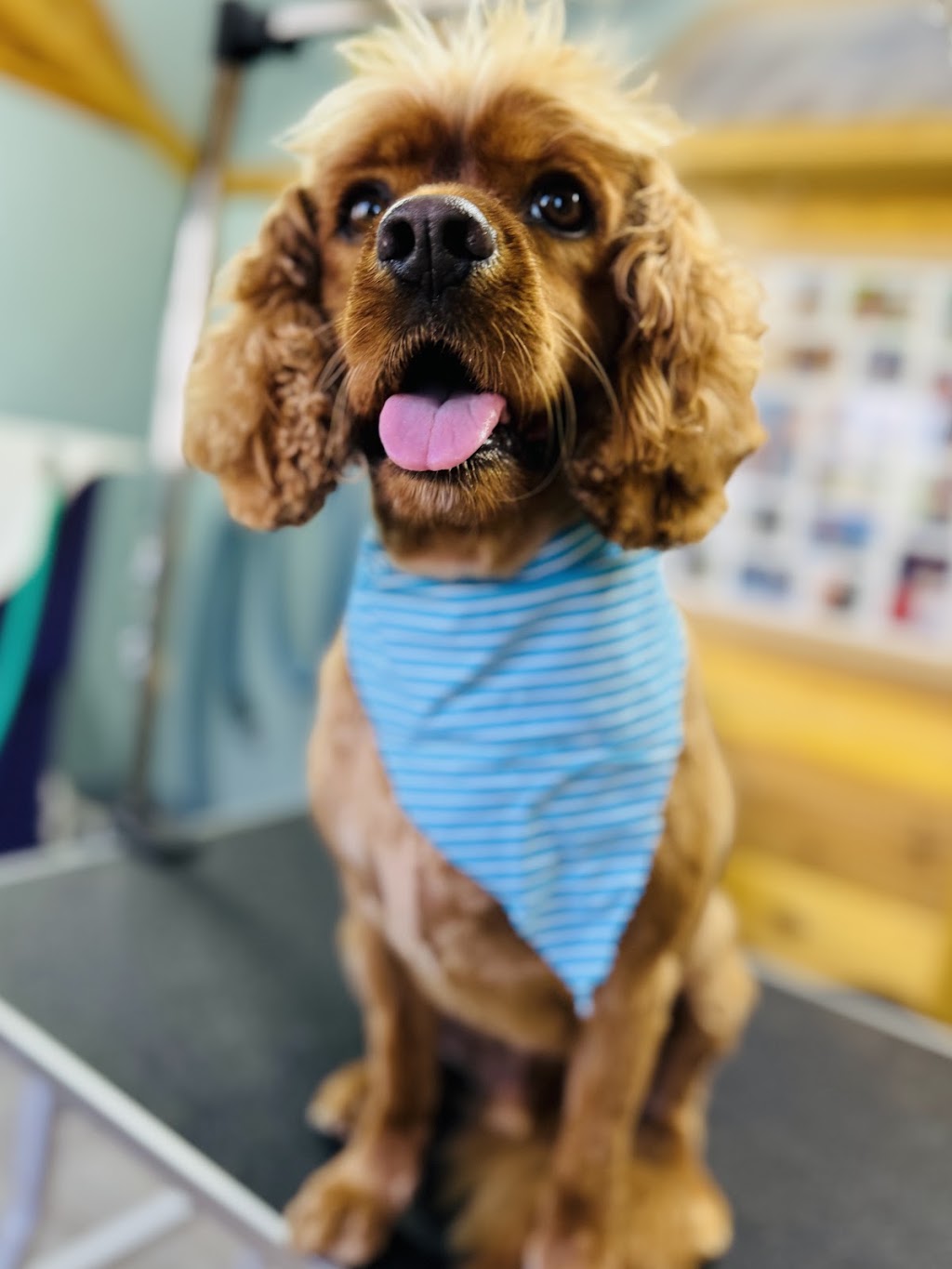 Shampooches Pet Grooming Salon | 3546 Mount Mee Rd, King Scrub, Dayboro QLD 4521, Australia | Phone: 0407 303 359