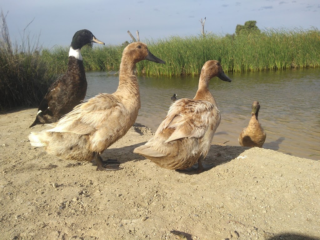 Hart Road Wetland | Hart Rd, Aldinga Beach SA 5173, Australia