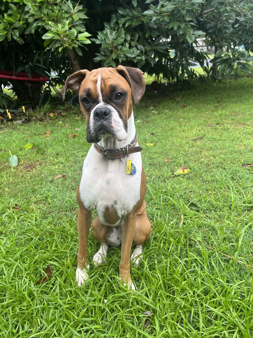 North Straddie Pet Sitting | 37 Finnegan St, Dunwich QLD 4183, Australia | Phone: 0409 418 378