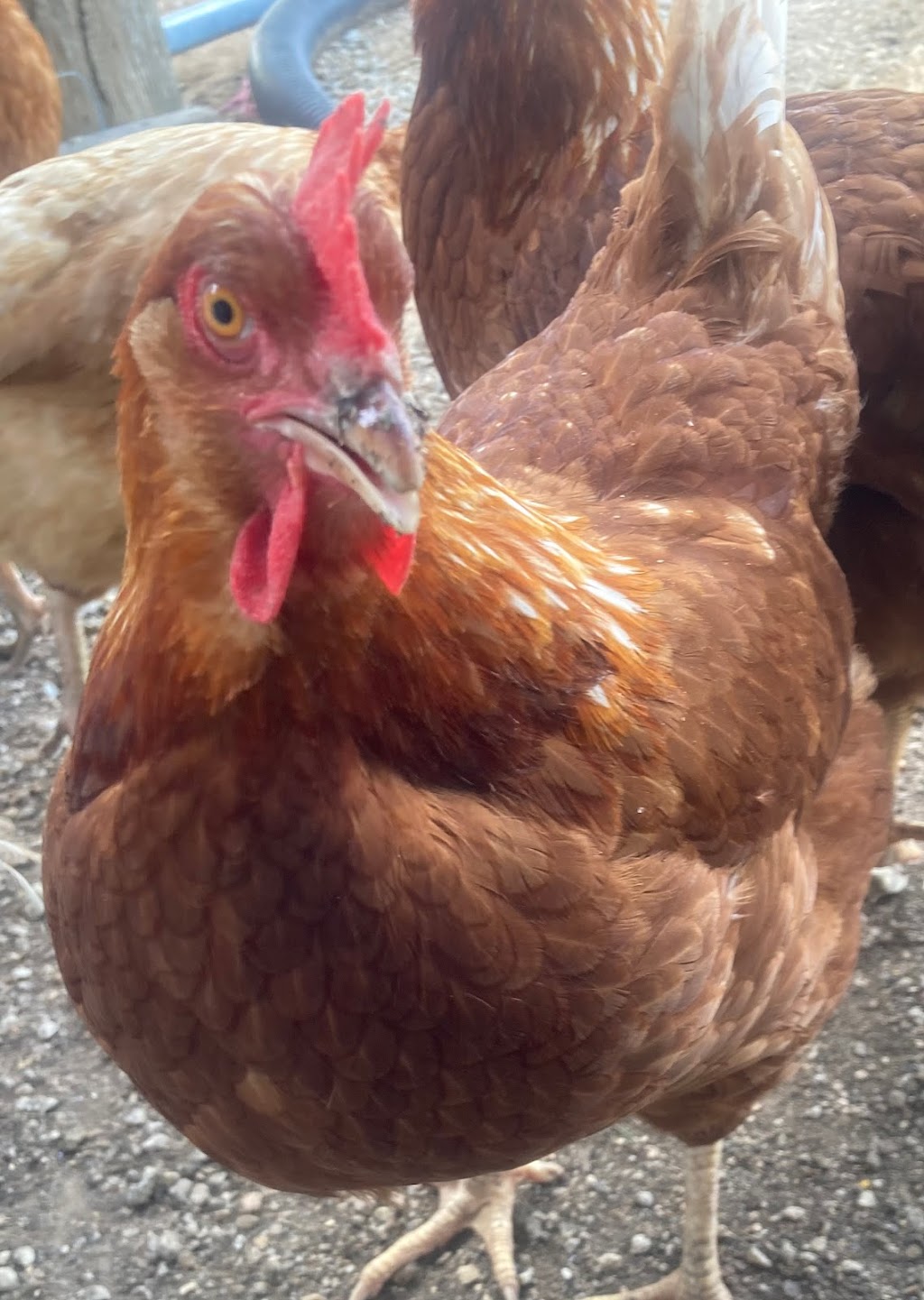 KeBella Farm | Rangemore Rd, Tullakool NSW 2732, Australia | Phone: 0418 630 737