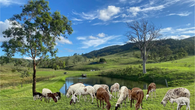 Hamilton Ridge Damara Stud | 327 Cranky Corner Rd N, Glendon Brook NSW 2330, Australia | Phone: 0433 166 457