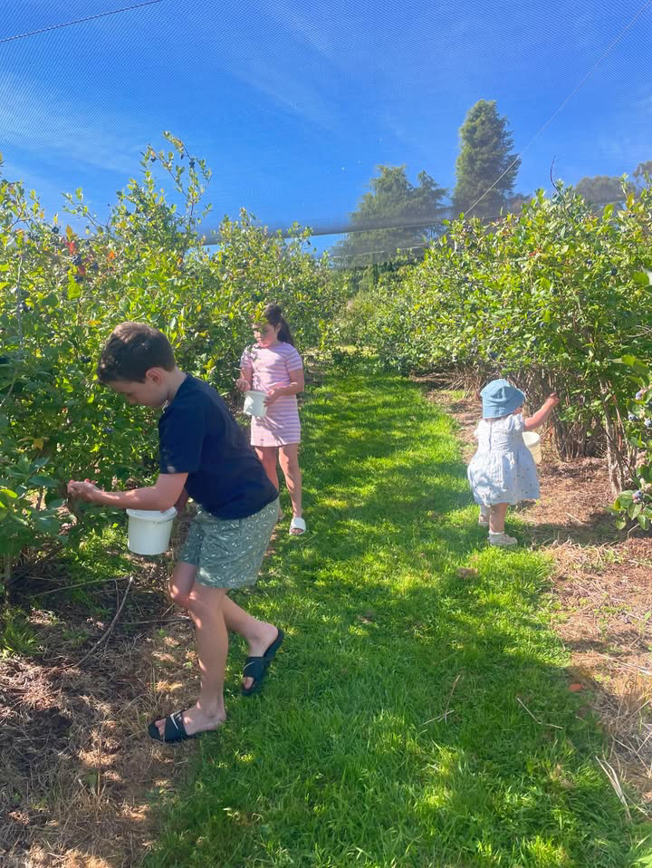 Cedarwood Blueberries | 371 Nierinna Rd, Margate TAS 7054, Australia | Phone: 0488 013 293