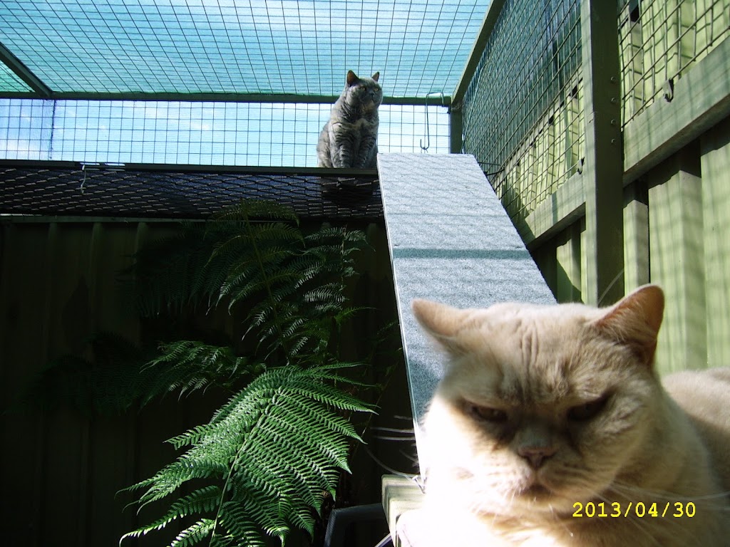 Cat Max Clear Net Enclosures | 318D Lenah Valley Rd, Lenah Valley TAS 7008, Australia | Phone: 1300 306 605