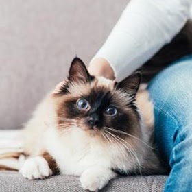 Cat and Kitty Cat Sitting | veterinary care | 2/10 Lancaster Rd, Dover Heights NSW 2030, Australia | 0414276242 OR +61 414 276 242