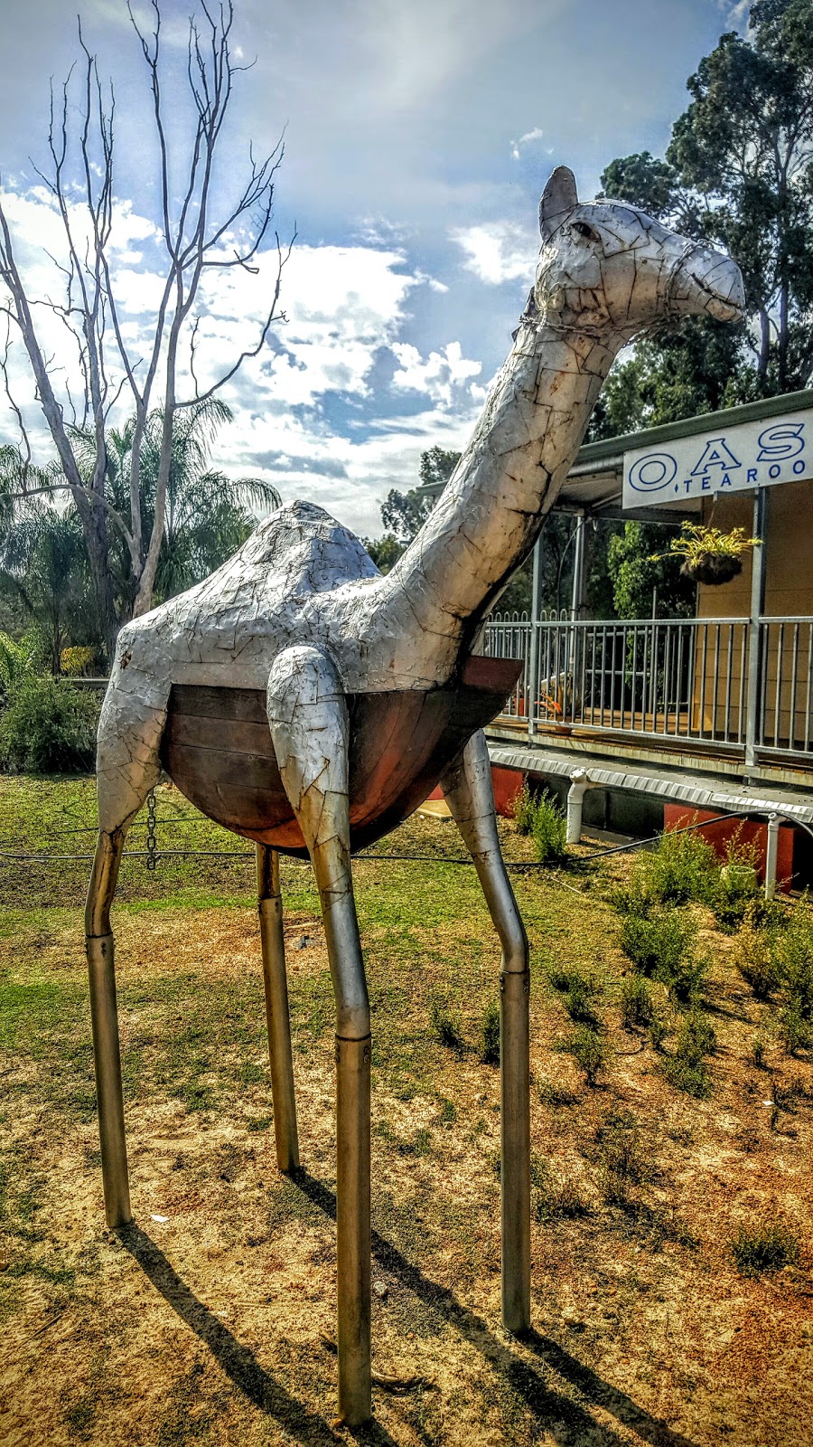 Calamunnda Camel Farm | zoo | 361 Paulls Valley Rd, Paulls Valley WA 6076, Australia | 0892931156 OR +61 8 9293 1156