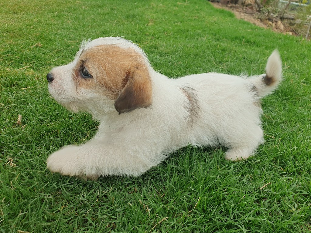 Jackford Jack Russell Terriers | Wheelbarrow Ridge Rd, Lower Portland NSW 2756, Australia | Phone: 0405 296 536
