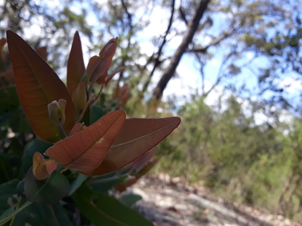 Mangrove Mountain Camp | 2154 Wisemans Ferry Rd, Mangrove Mountain NSW 2250, Australia