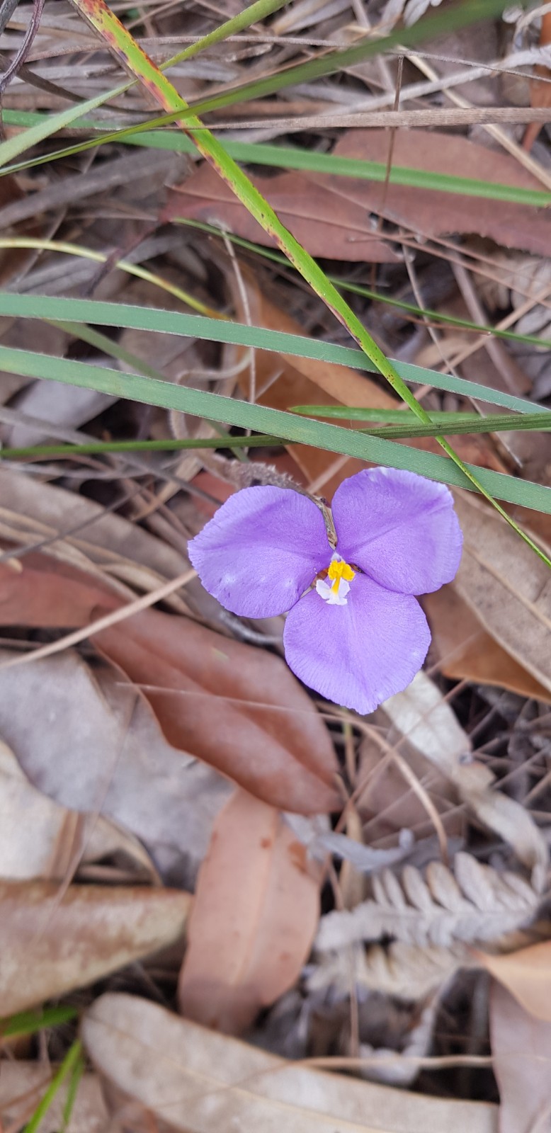 Shamrock Plants | 31 Haven Rd, Carbrook QLD 4130, Australia | Phone: (07) 3206 7333