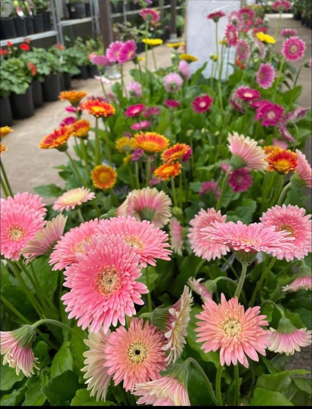 Jungle Angel Garden Centre | 5A Douglas St, Emerald QLD 4720, Australia | Phone: 0435 313 564 Jungle Angel Garden Centre | 5A Douglas St, Emerald QLD 4720, Australia | Phone: 0435 313 564