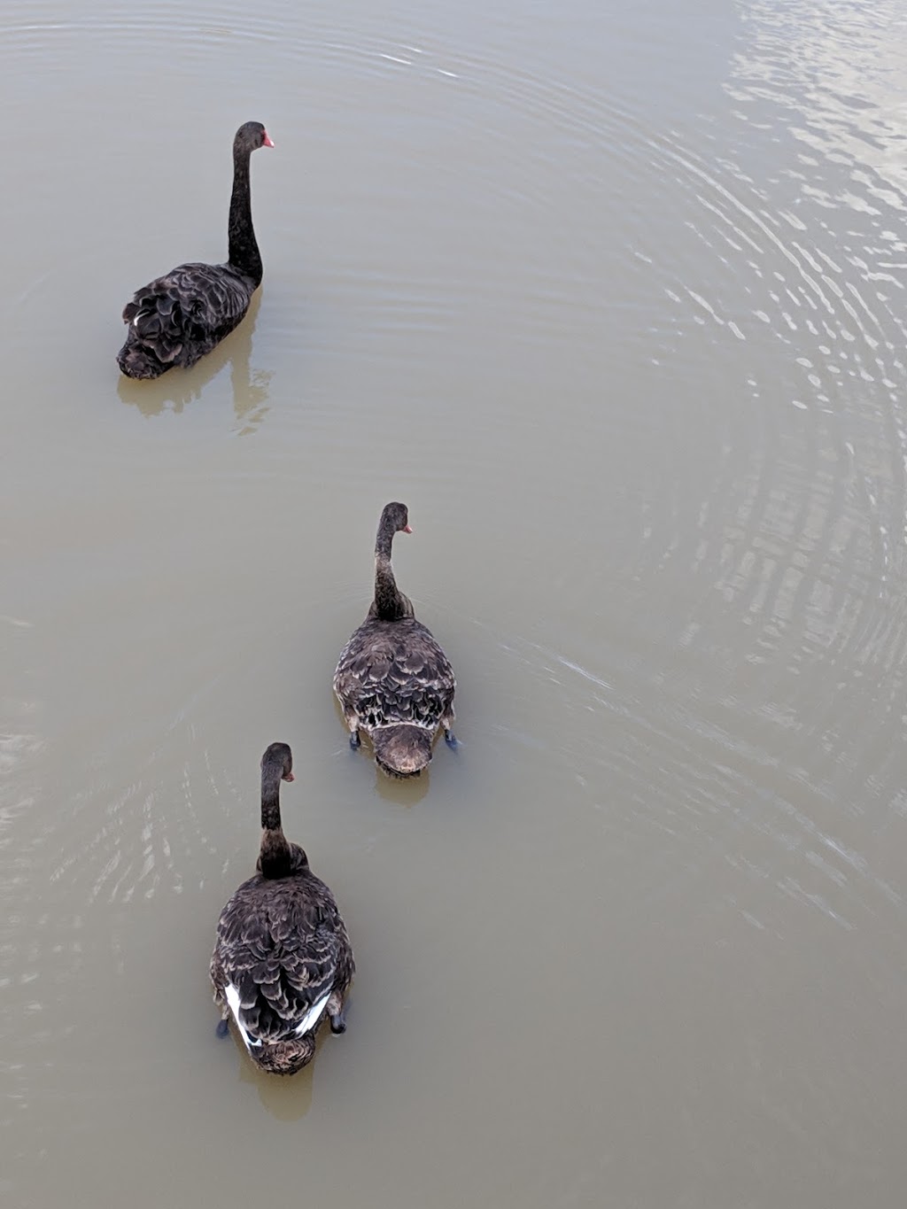 Wilton Vale Wetlands | park | 55/45 Wilton Vale Rd, South Morang VIC 3752, Australia