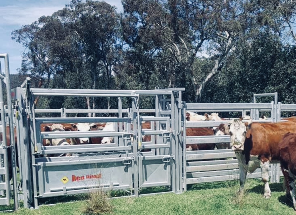 Gippsland Stockyards | Bengworden Rd, Perry Bridge VIC 3862, Australia | Phone: 0400 665 492