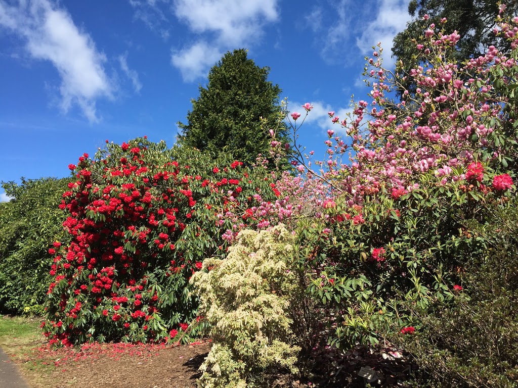 National Rhododendron Garden | Olinda VIC 3788, Australia