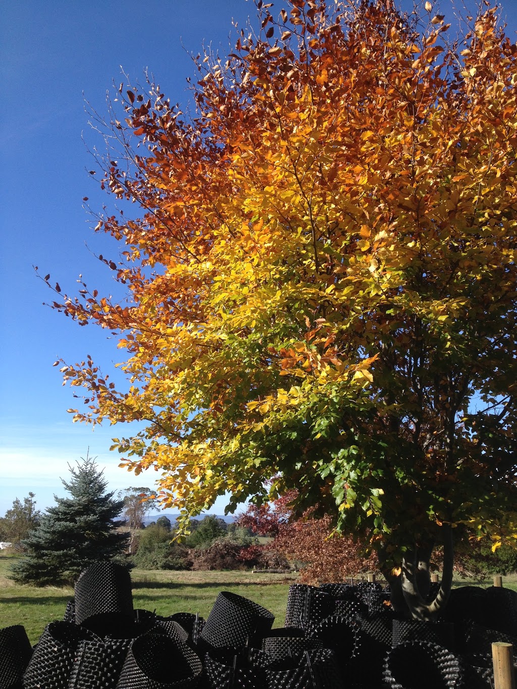 Woodland Trees | 938 Mission Hill Rd, Baynton East VIC 3444, Australia | Phone: 0422 736 165