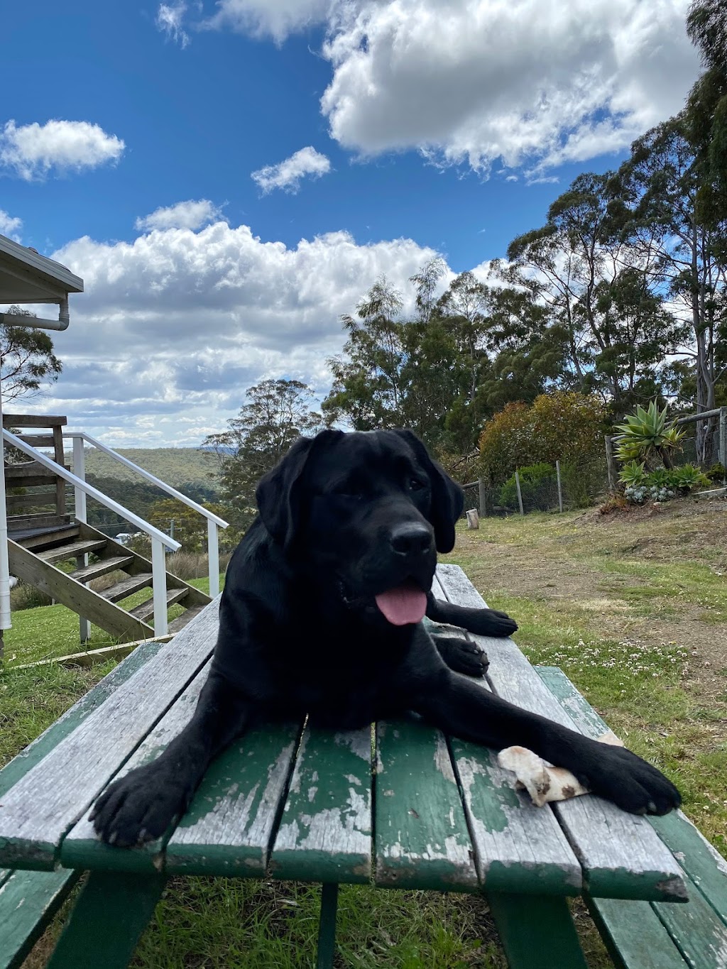 Margate Country Dog Resort - near Hobart, Tasmania | 170 Van Morey Rd, Margate TAS 7054, Australia | Phone: 0437 355 856