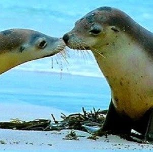 Seal Bay Cottages and Cafe | 3052 S Coast Rd, Seddon SA 5223, Australia | Phone: (08) 8559 6115