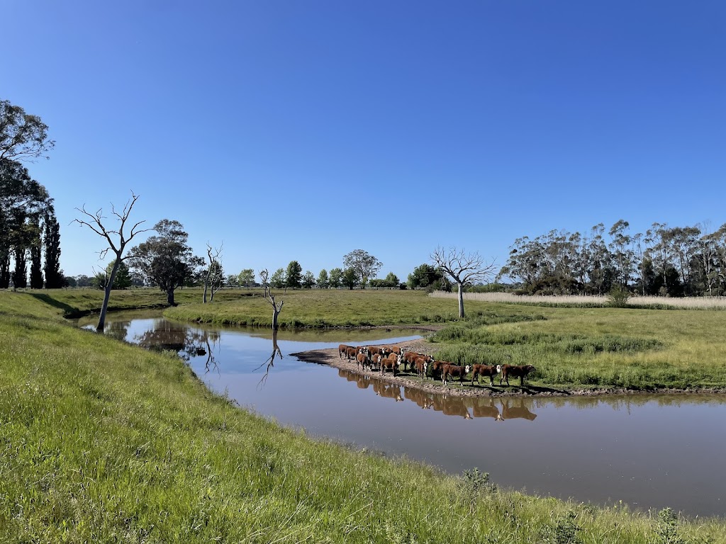 Wanrua Poll Herefords | 169 Websters Rd, Newry VIC 3859, Australia | Phone: 0408 451 392