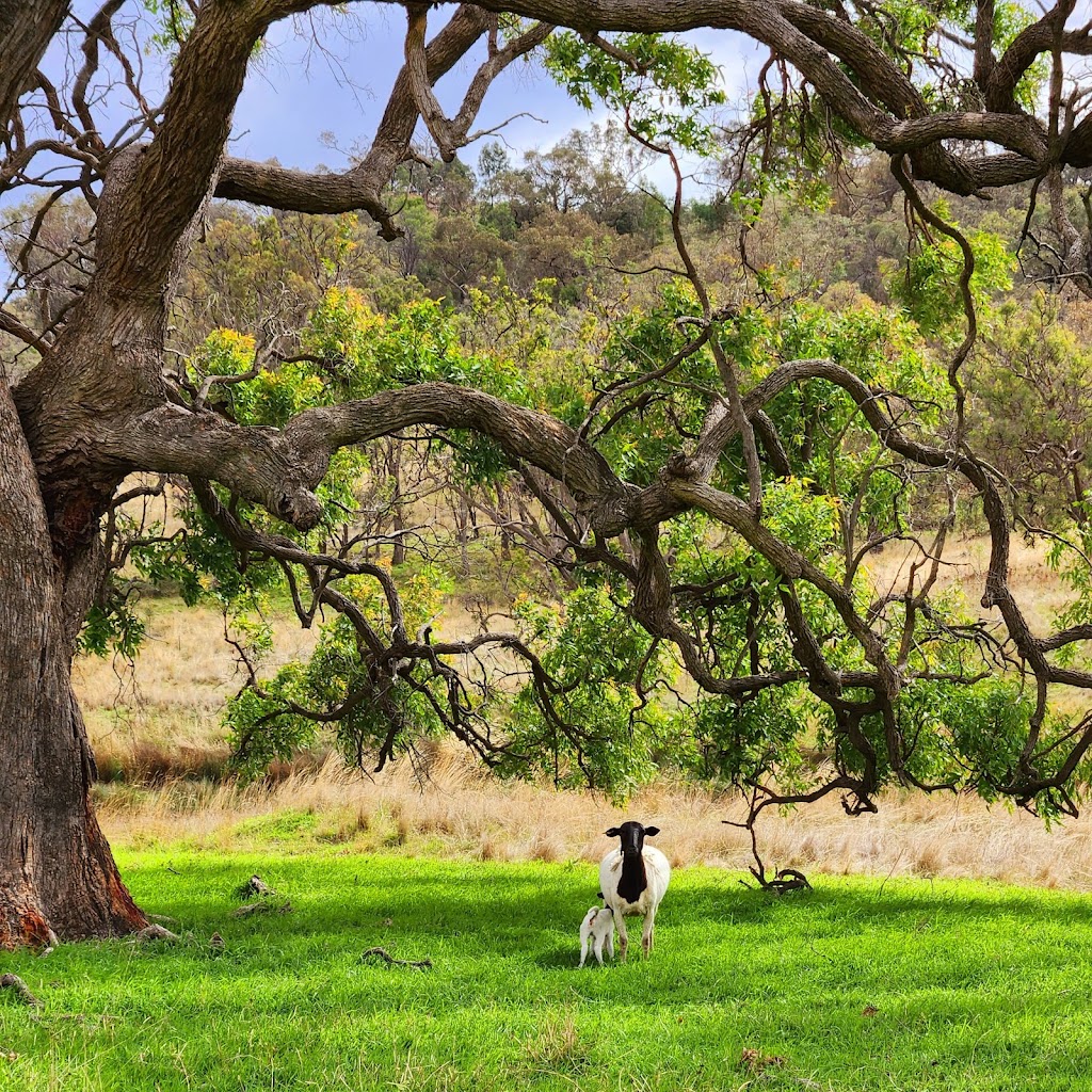 Piambong Creek Farm Tours | 1565 Lower Piambong Rd, Piambong NSW 2850, Australia | Phone: 0438 090 525