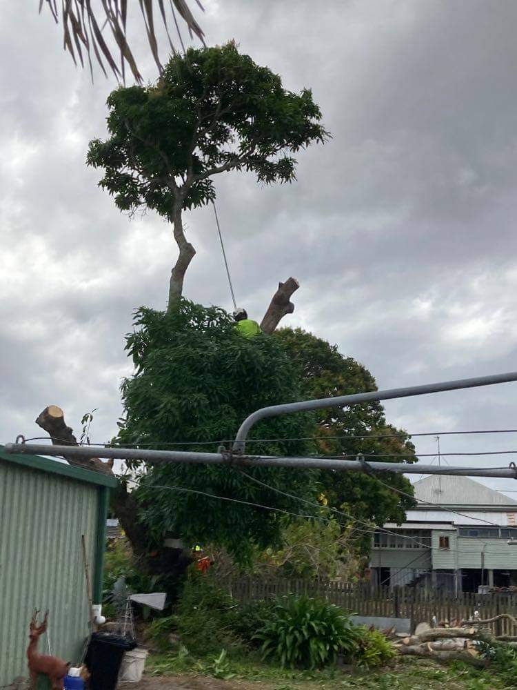 M&S tree services vegetation management | 34 Unity St, Maryborough QLD 4650, Australia | Phone: 0413 911 909