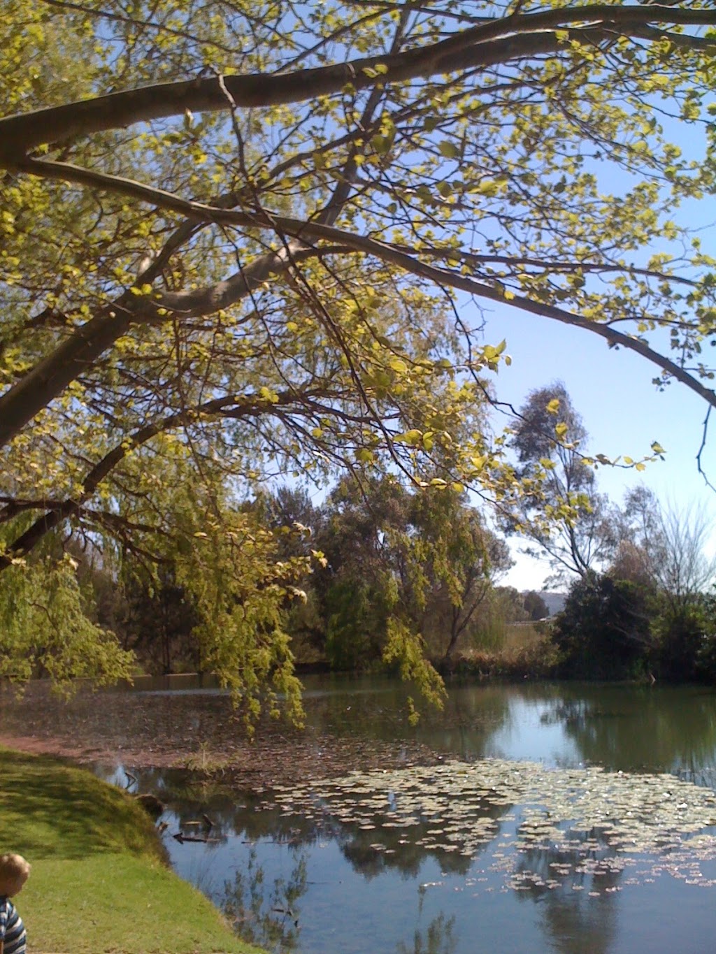 Lawson Park | park | Mudgee NSW 2850, Australia