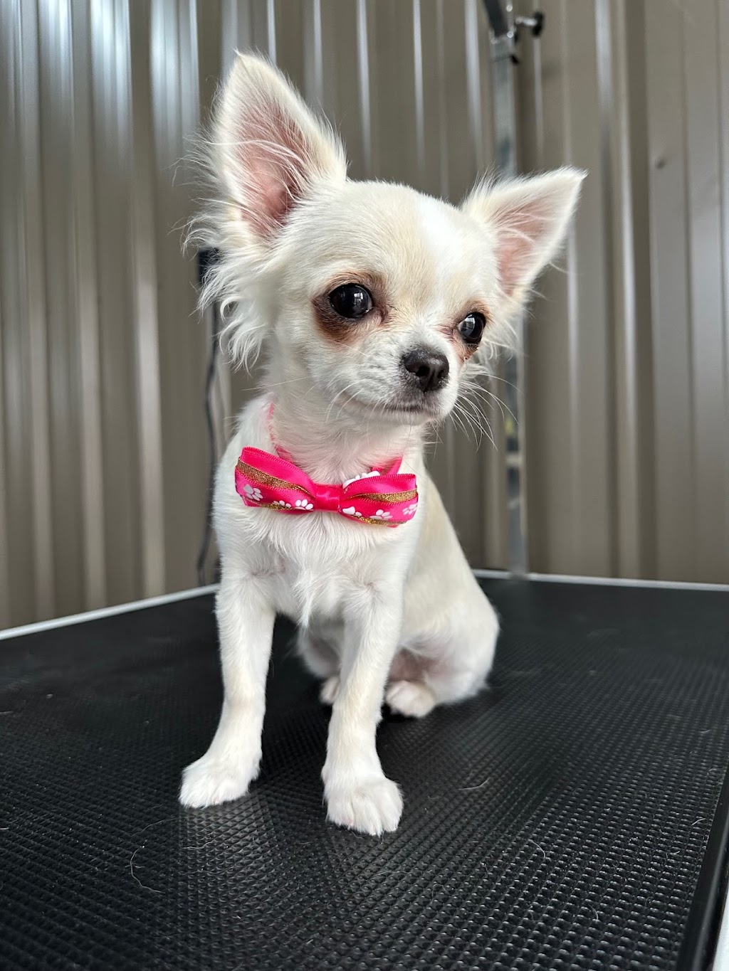 Emberlane Dog Grooming | 8 Elizabeth Dr, Griffith NSW 2680, Australia | Phone: 0491 701 326
