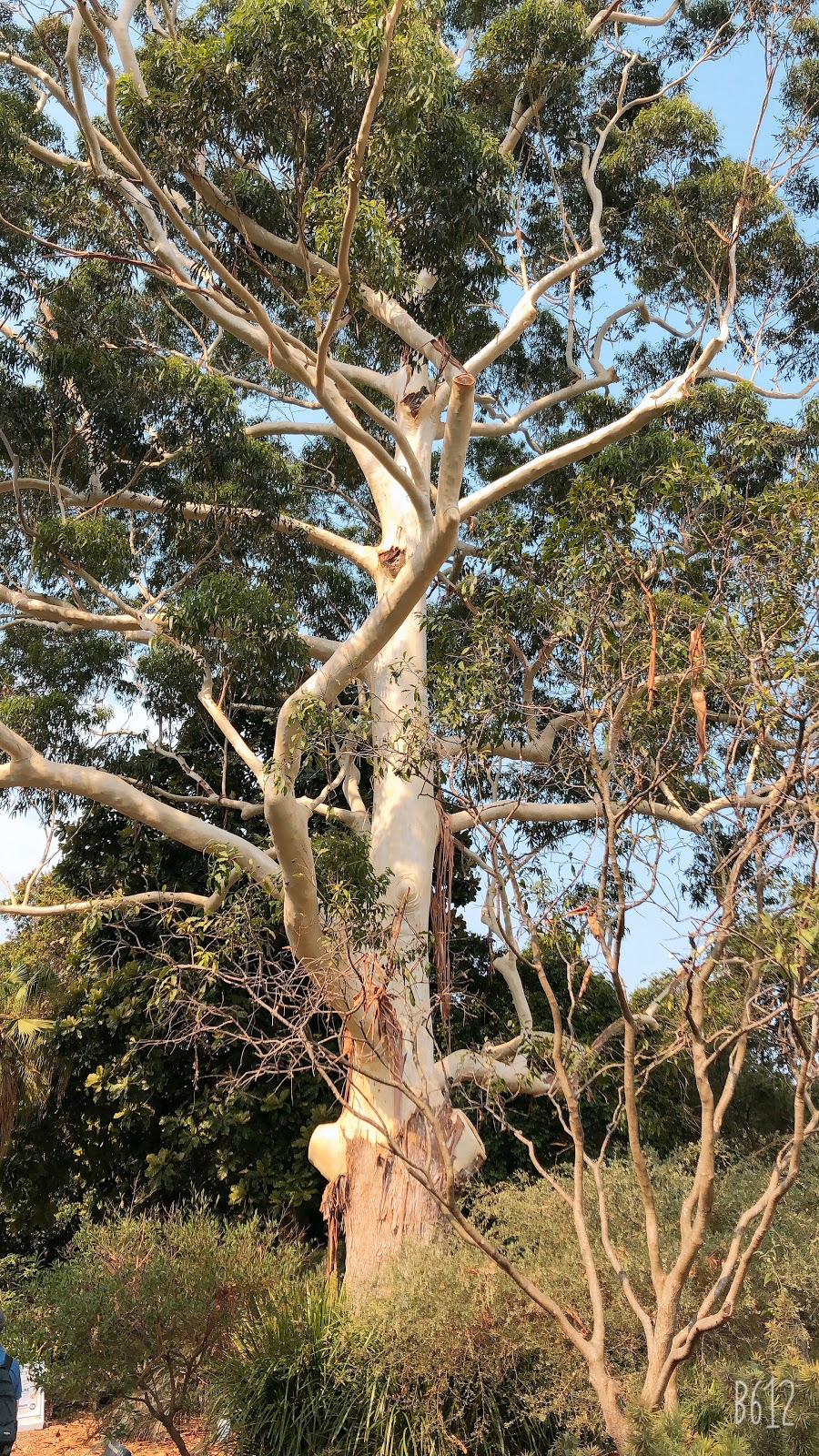 Sydney Botanical Gardens - Information Booth | Mrs Macquaries Rd, Sydney NSW 2000, Australia | Phone: (02) 8373 9505