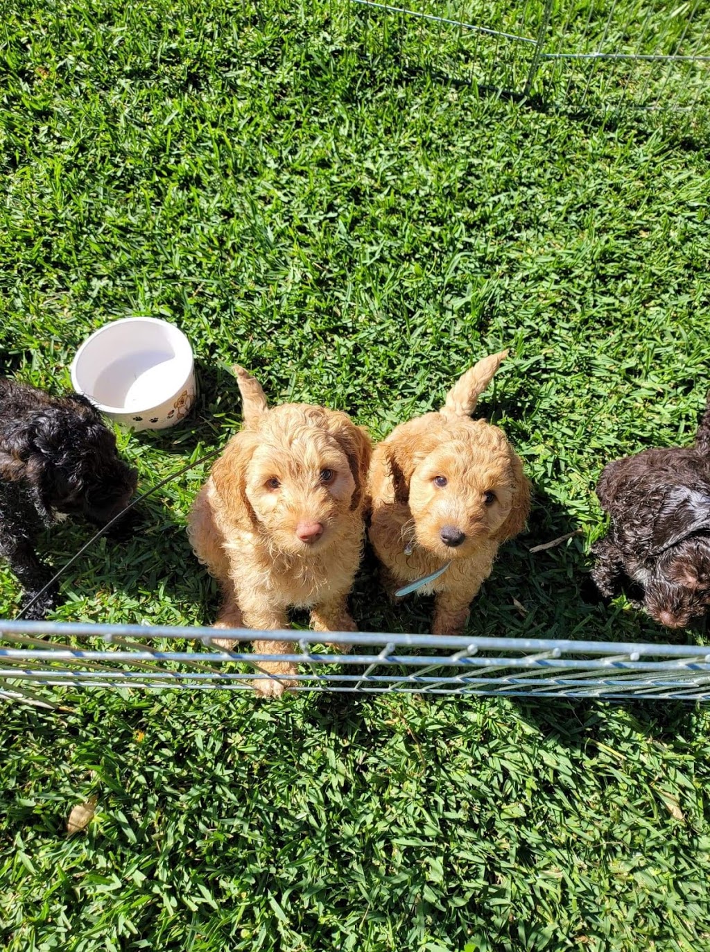 Daisydoodles Labradoodles | 61 Rebecca Dr, Chambers Flat QLD 4133, Australia | Phone: 0433 311 946