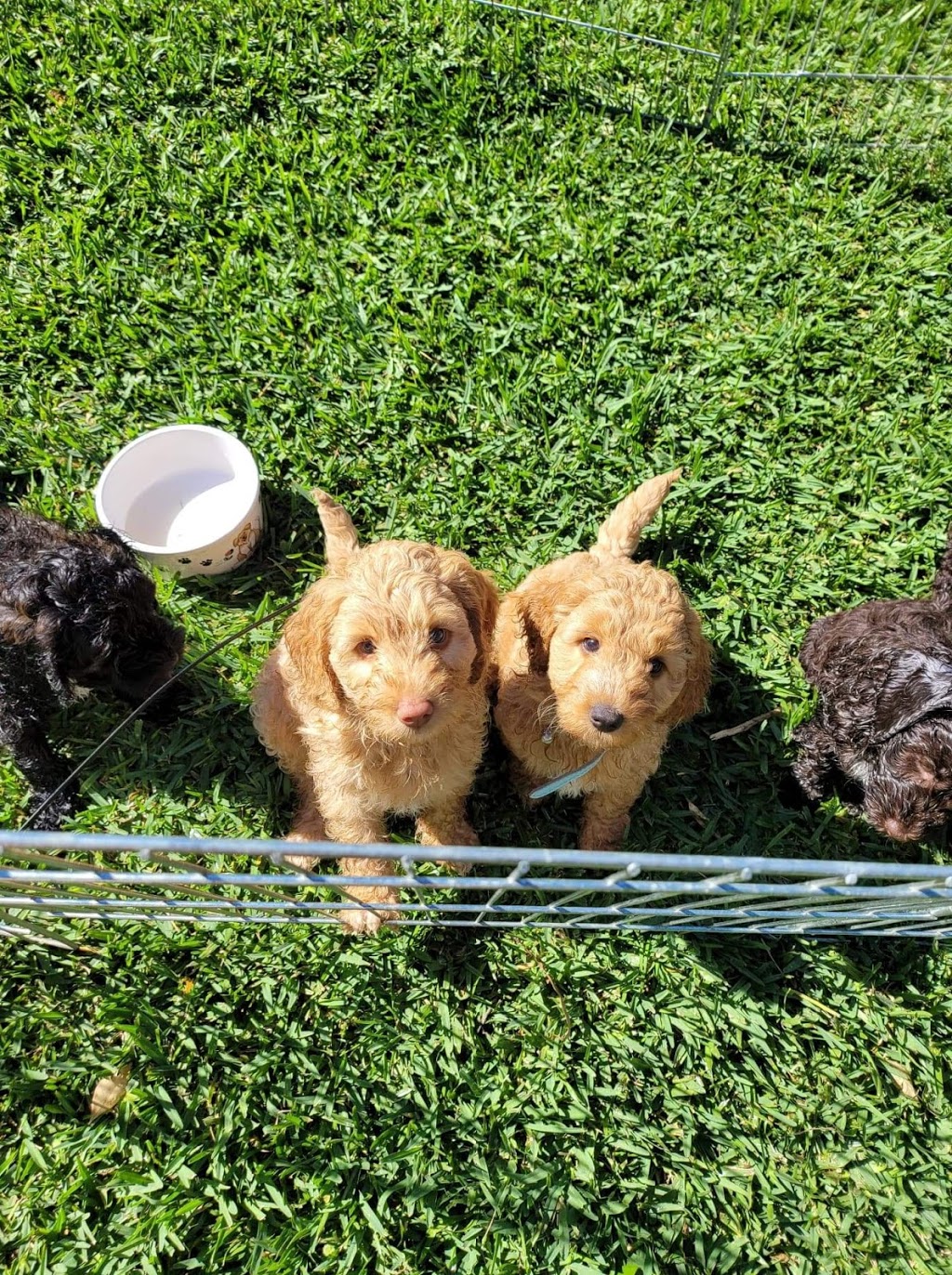 Daisydoodles Labradoodles |  | 61 Rebecca Dr, Chambers Flat QLD 4133, Australia | 0433311946 OR +61 433 311 946