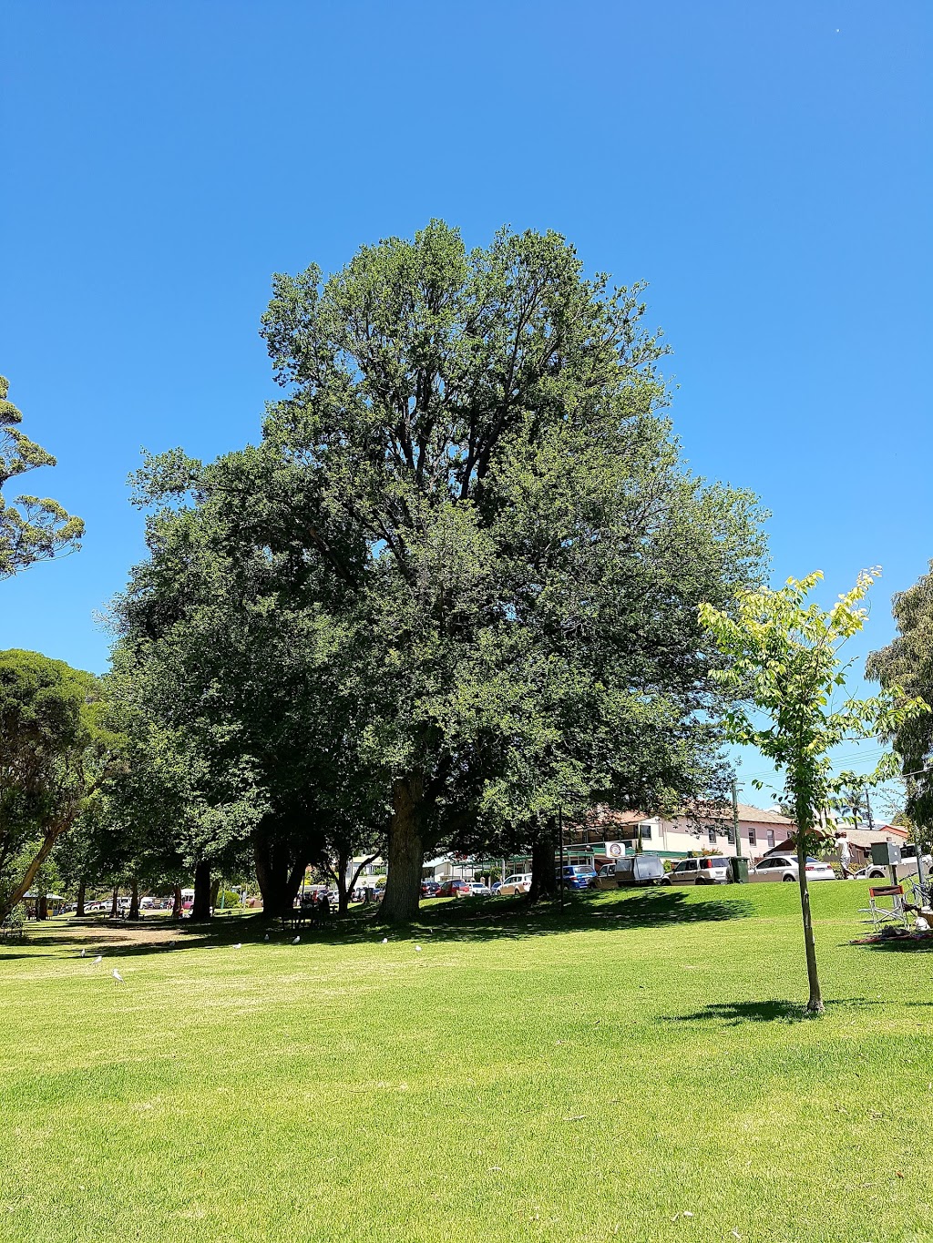 Norm Thornton Park | park | Hollings Rd, Denmark WA 6333, Australia | 0898480300 OR +61 8 9848 0300