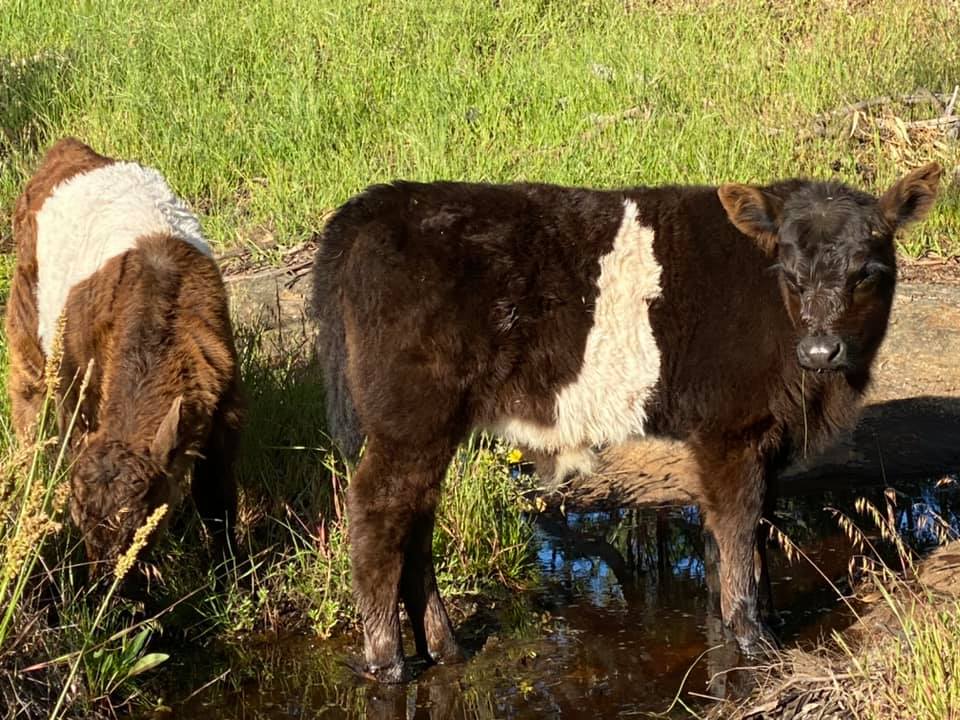 ESB cattle |  | 407 Seven Creeks Estate Rd, Euroa VIC 3666, Australia | 0417363710 OR +61 417 363 710