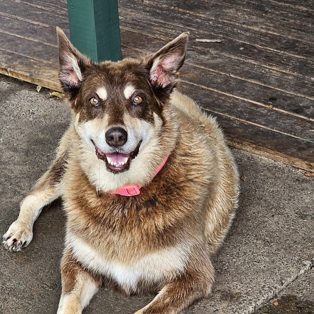 Sovereign Vet Hospital | 16 Chancellors Dr, Thrumster NSW 2444, Australia | Phone: (02) 5564 1288