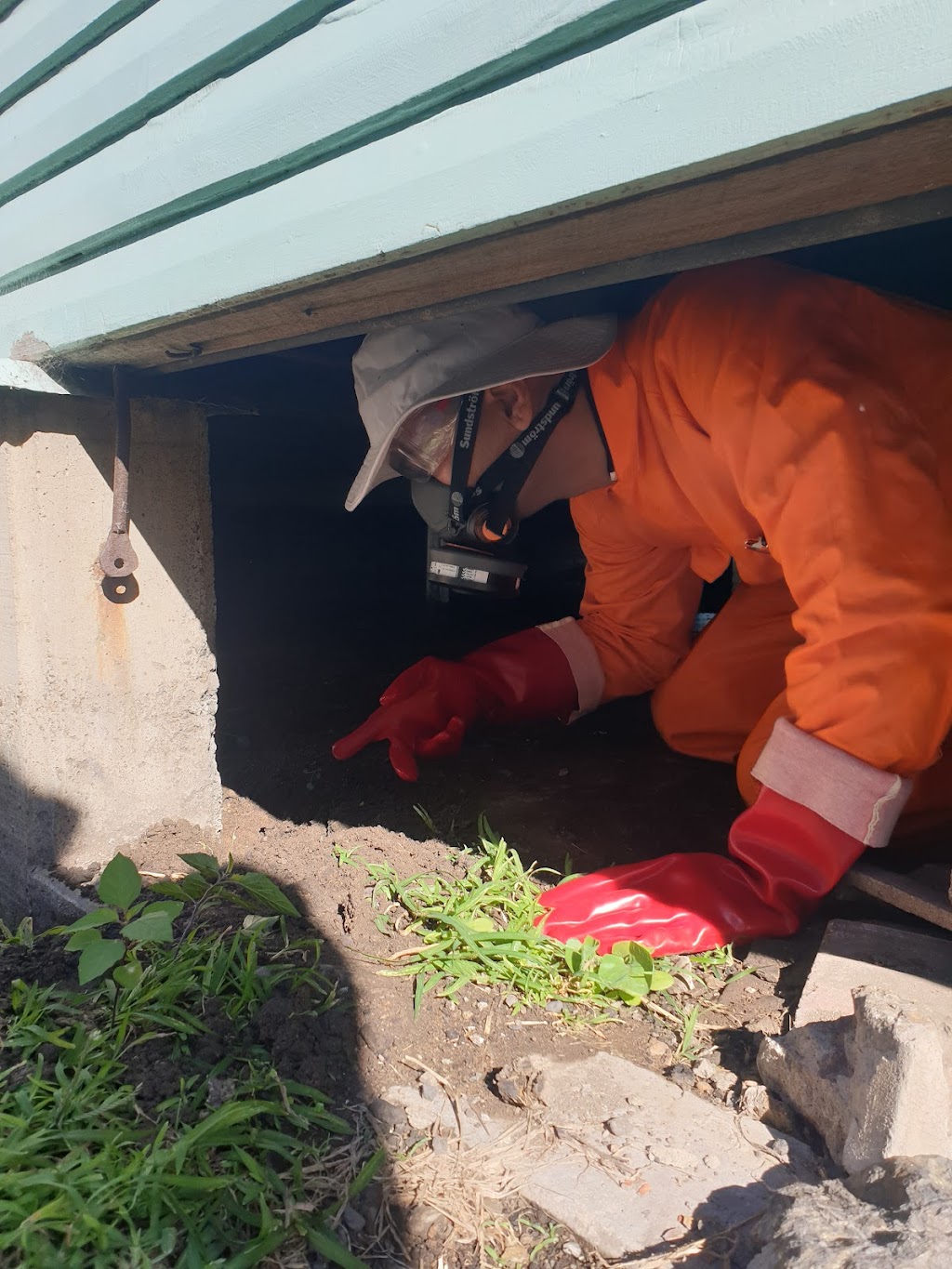 Jim’s Termite & Pest Control (Greenbank) | 65 Carnarvon Ave, Springfield Lakes QLD 4300, Australia | Phone: 13 15 46