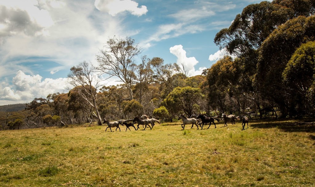 Australian Saddle Safaris | Snowy Mountains Hwy, Adaminaby NSW 2629, Australia | Phone: 0428 130 093