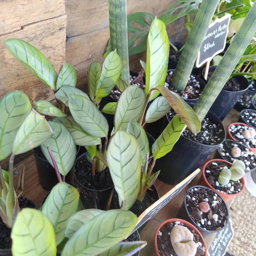 Xeriflora | Woodbridge Hill Rd, Gardners Bay TAS 7112, Australia | Phone: 0406 123 511