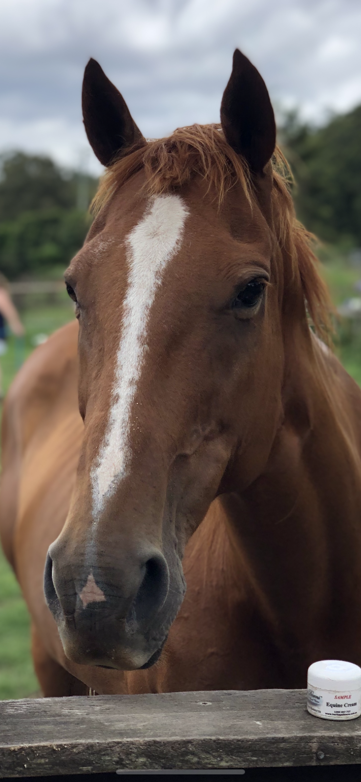 Equine Resolutions | 220 Flying Fox Rd, Ferny Glen QLD 4275, Australia | Phone: 0429 091 004