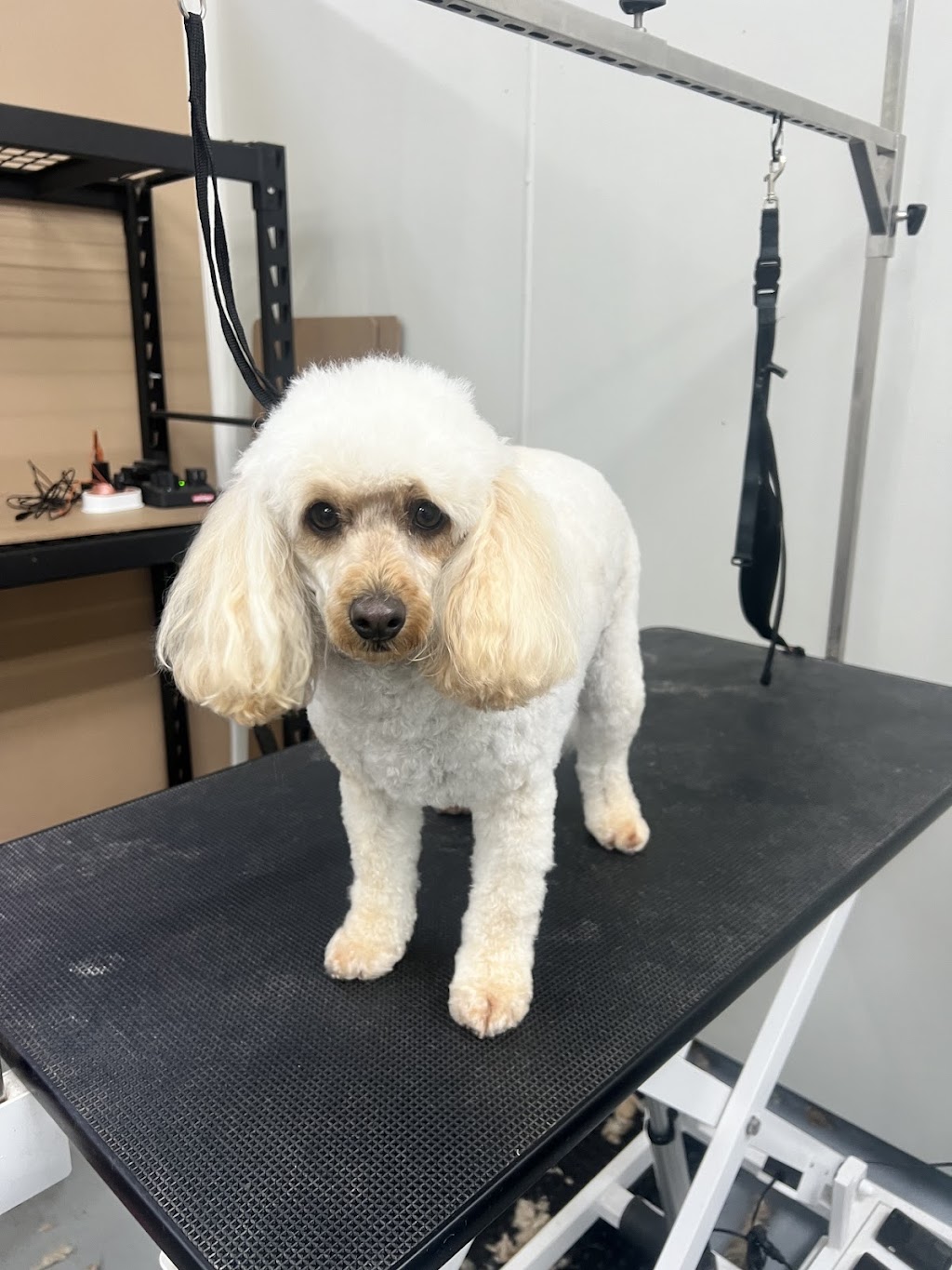 McKinnons Dogwash & Grooming | 32 Hoddle St, Robertson NSW 2577, Australia | Phone: 0434 892 844