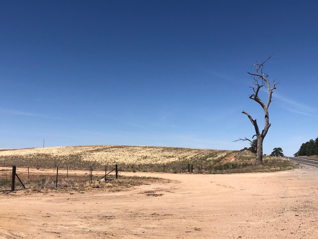 Mark’s favorite tree | Sturt Hwy, Gillenbah NSW 2700, Australia