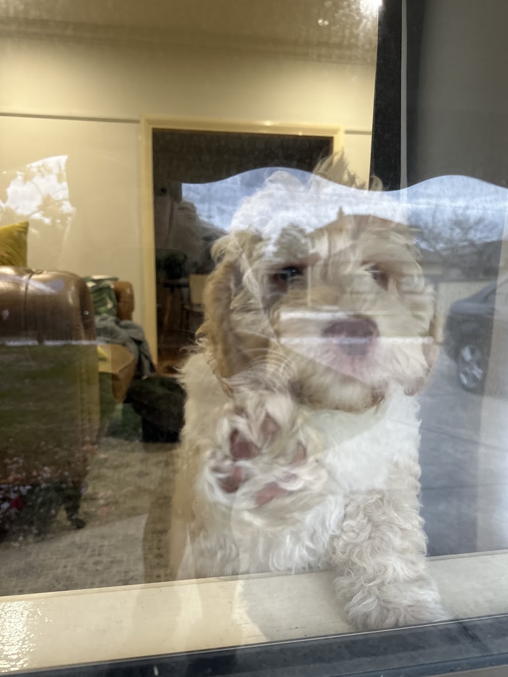 Cain Hill Cobberdogs | Ballards Rd, Thuddungra NSW 2594, Australia | Phone: 0409 827 678