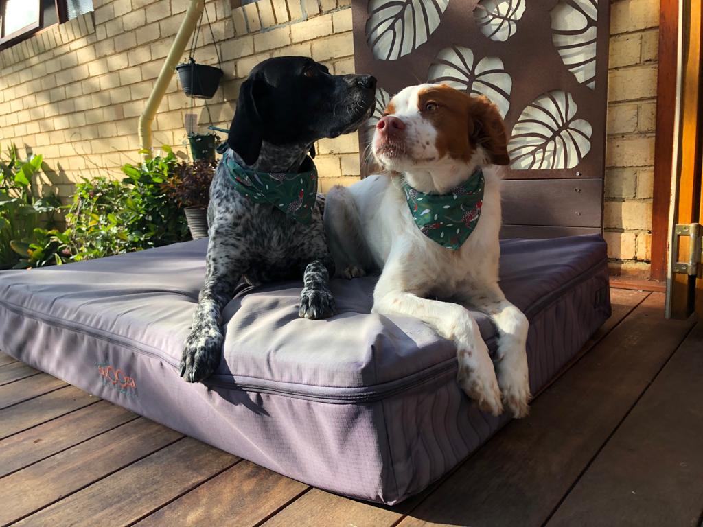 Lidias Dog Training | 26R Naranga Cres, Frankston VIC 3199, Australia | Phone: 0402 522 421